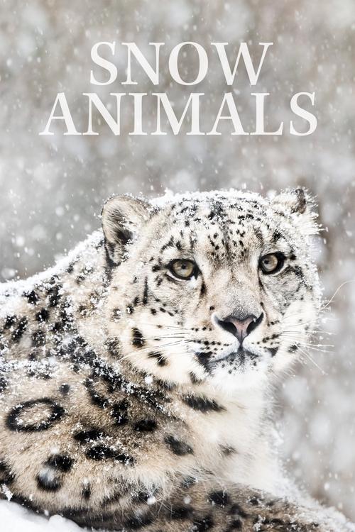 Download Snow Animals poster