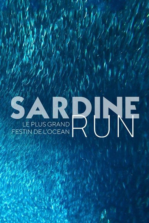 Download Sardine Run, le plus grand festin de l'océan poster