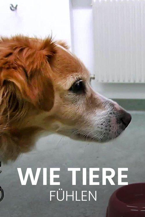 Download Wie Tiere fühlen poster
