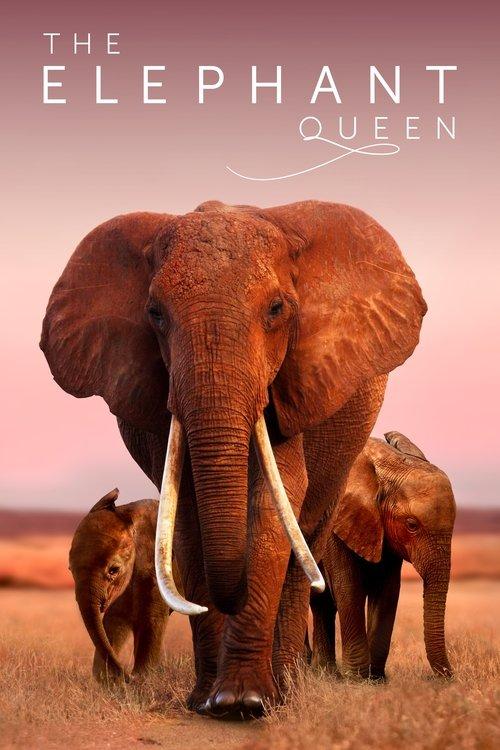 Download The Elephant Queen poster