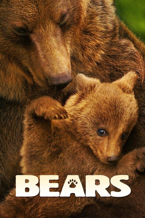 Download Bears poster