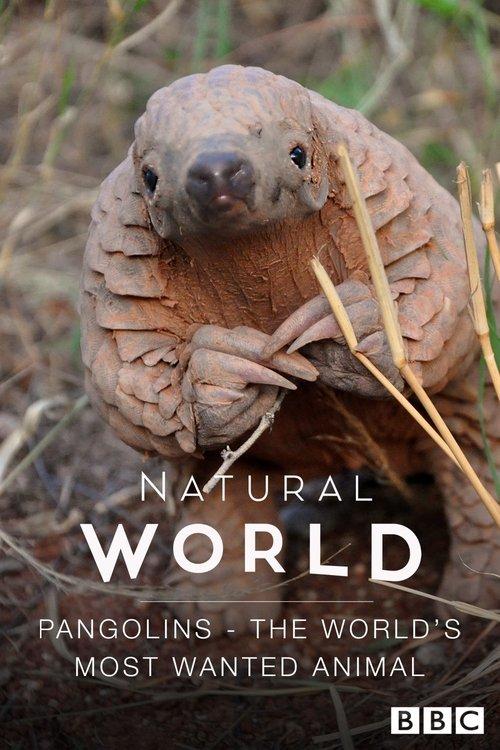 Download Pangolins: The World's Most Wanted Animal poster