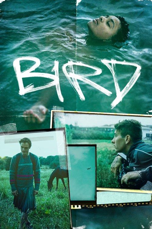 Download Bird poster